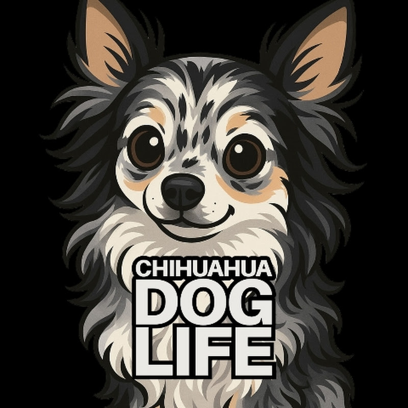 Chihuahua Dog Life