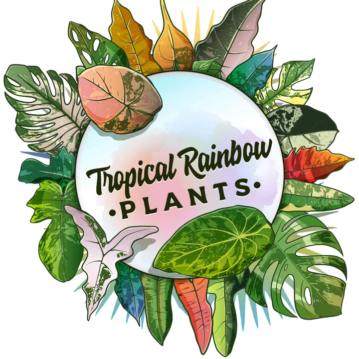 Tropical Rainbow Plants