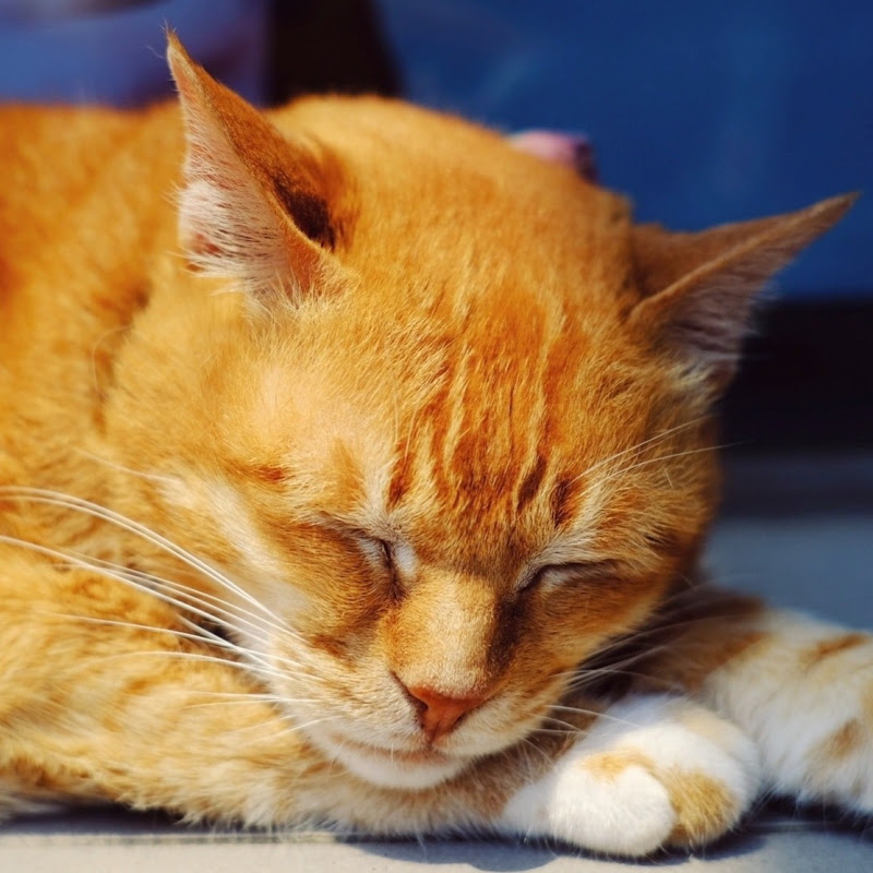 Heartwarming Paws
