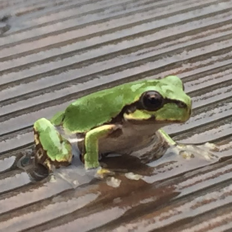 개구리손톱_김우영