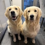 Sandy & Willow’s adventures 🐾