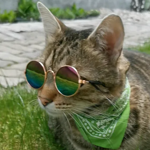 𝘀𝗶𝗺𝗼_𝘀𝗽𝗲𝗲𝗱𝘆 🍀