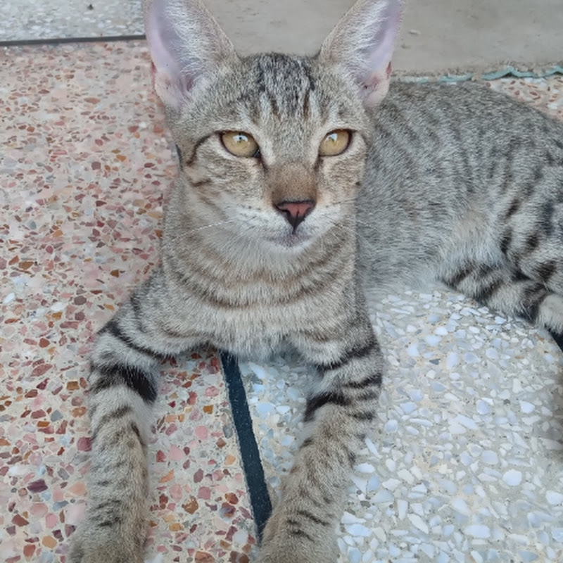 M M MIAN CAT LOVERS Vlogs