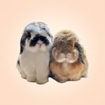Bunny Jun Kim