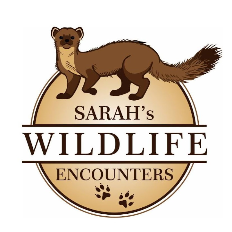 Sarah's Wildlife Encounters