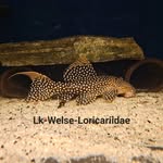 Lk-Welse