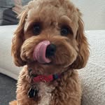 Chewbacca Drake