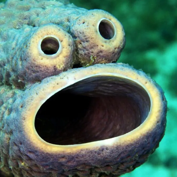 Invertebrate of the Week
