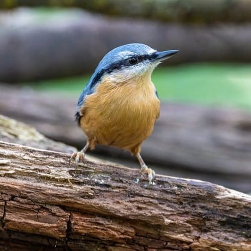 Birder Spot