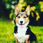 Cute Pet Lovers