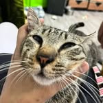 OriKitty_Kat