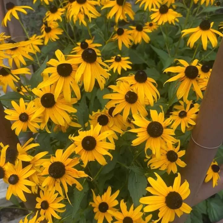 Whispers From The Ridge