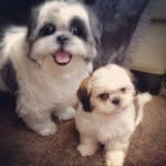 Gizmo & Echo