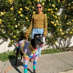 Nicola the Greyhound