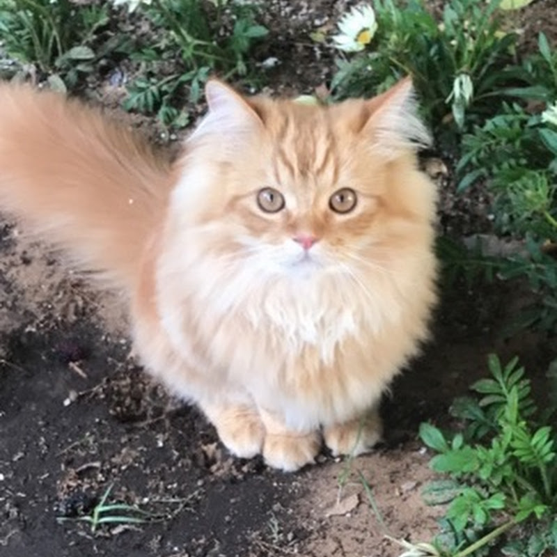 Kitty Cat | كيتي كات