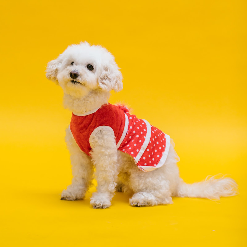 Quick pet care tips
