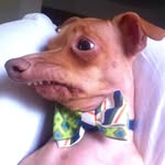 Tuna {breed:chiweenie}