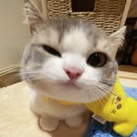 Susiee | Study motivation