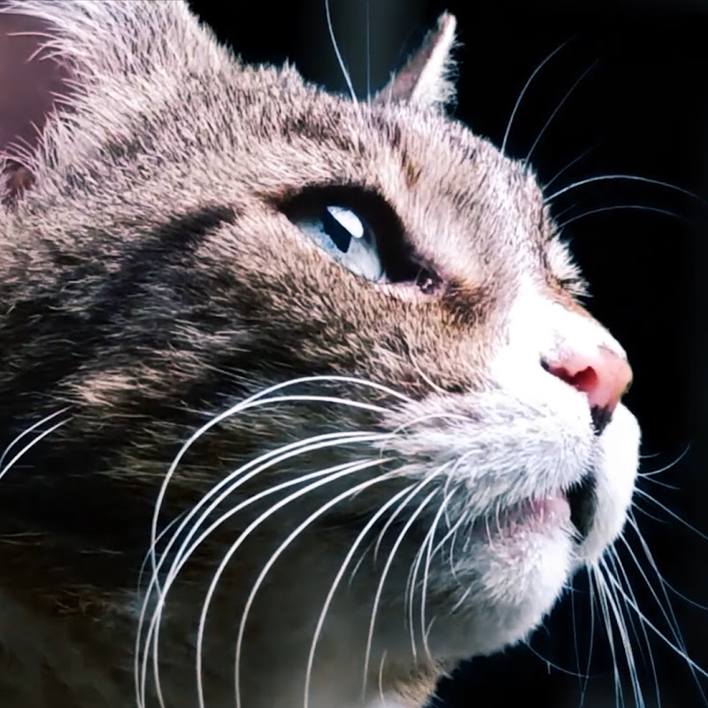 ComicCat