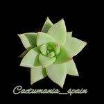 Cactumania Spain