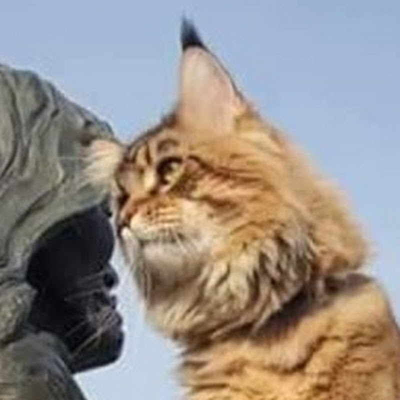 Pacific Northwest Mainecoons 