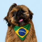 Joaquim Joca 🐾 | Shih Tzu cãorioca