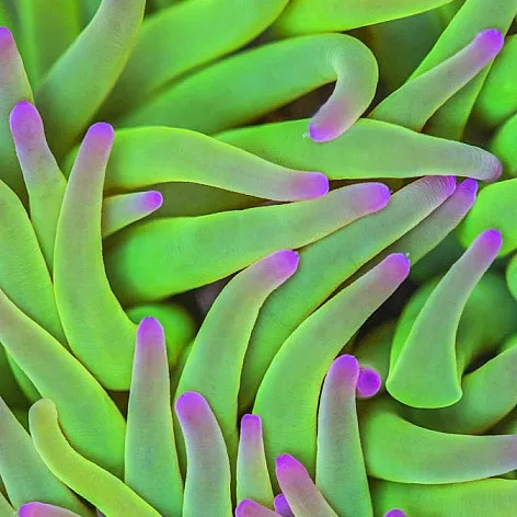 rockpooly