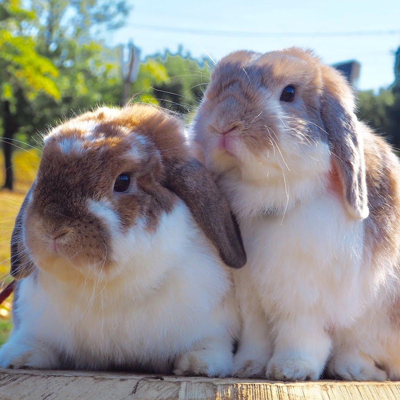 うさぎと住む小さなおうち