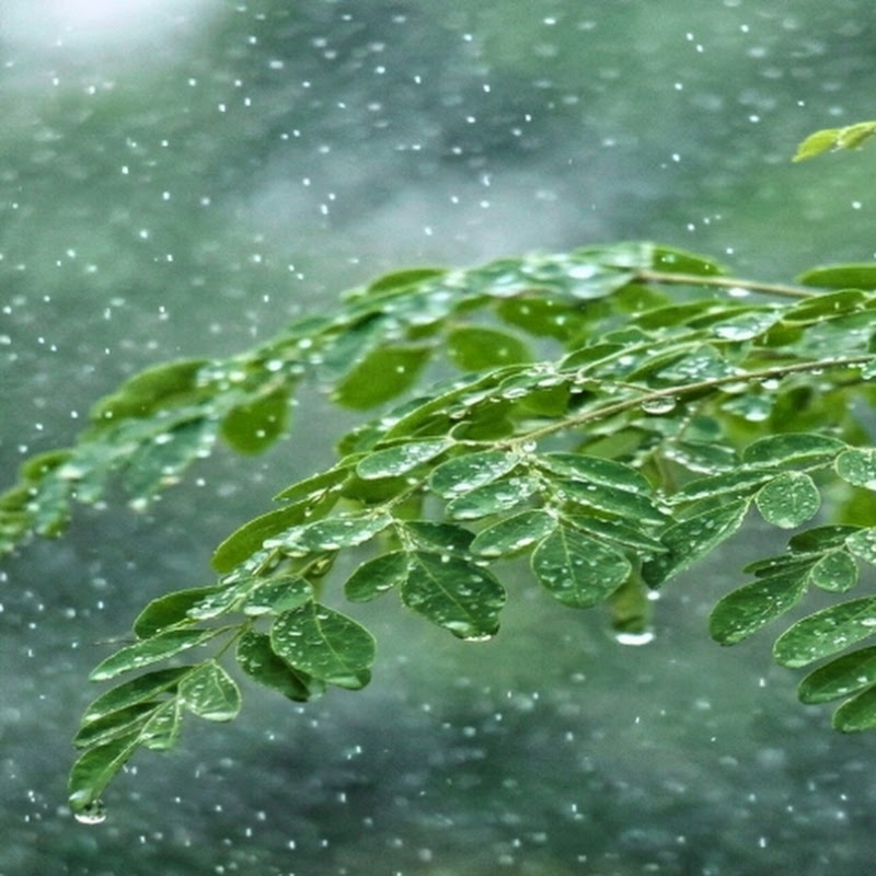 雨音の隠れ家
