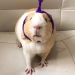 Guinea Pig