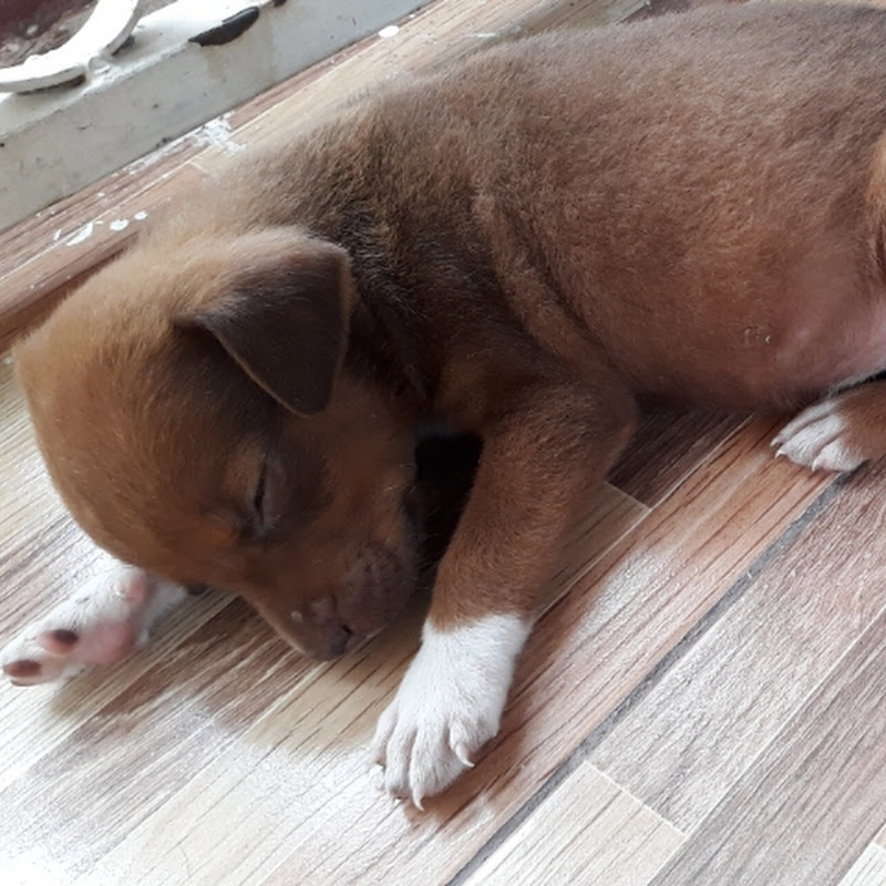 Válé-Ğâçhâ ÜwÜ