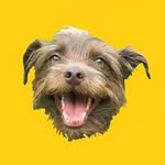 Bastian the Talking Terrier