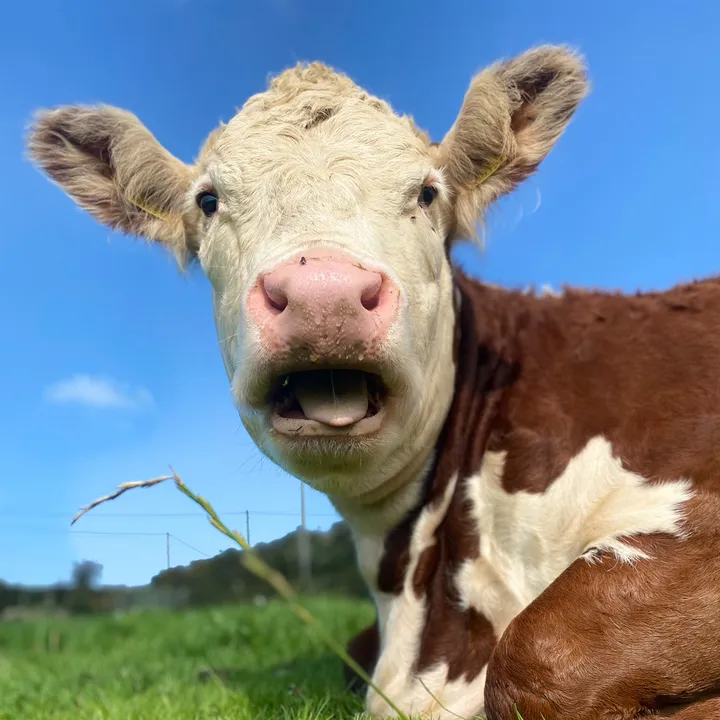 Cynan joskin 🏴󠁧󠁢󠁷󠁬󠁳󠁿