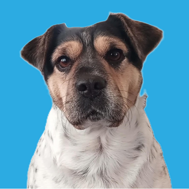 Arya The Rescue Dog