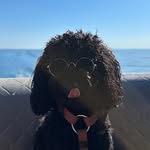 𝘿𝙀𝙓𝙏𝙀𝙍 🦍