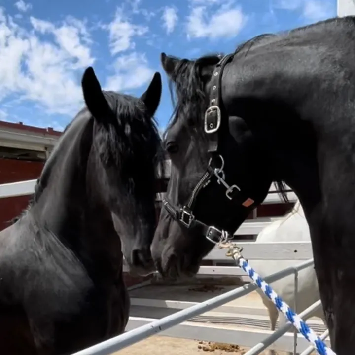 Friesian Bros