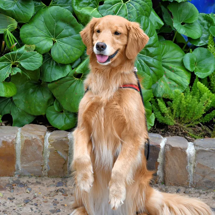 🐕‍🦺 Sparrow 🦮