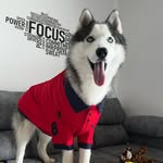 Sky the notorious husky