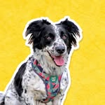 Totothedog