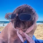 Soy Lola La Pug