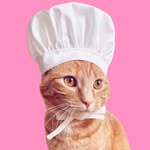 HONEY | Cat Chef | Influencer