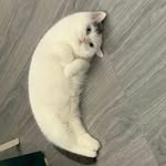 Mooncat