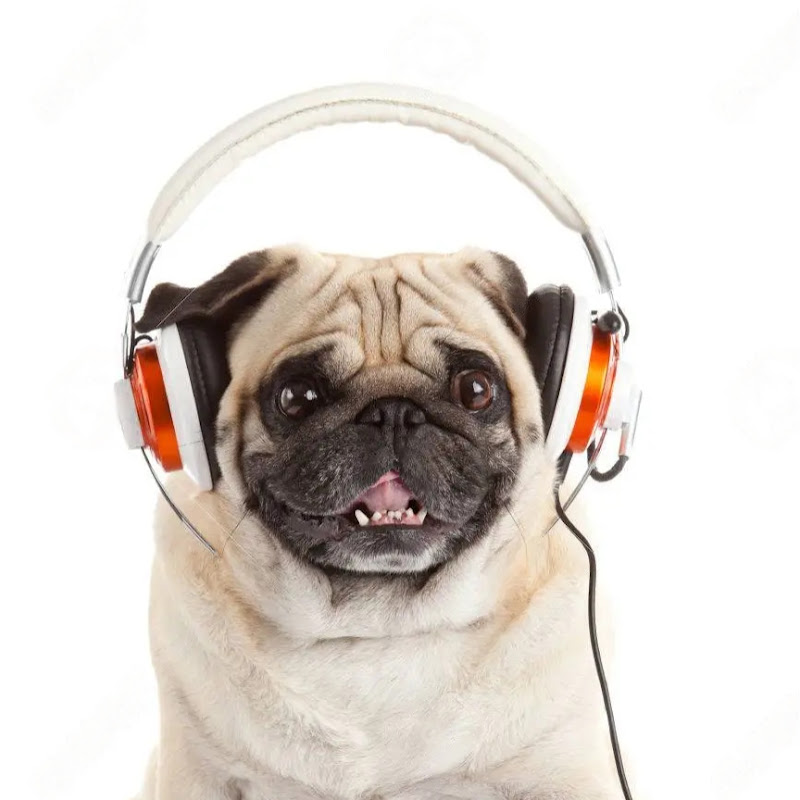 Starkeypugmusic