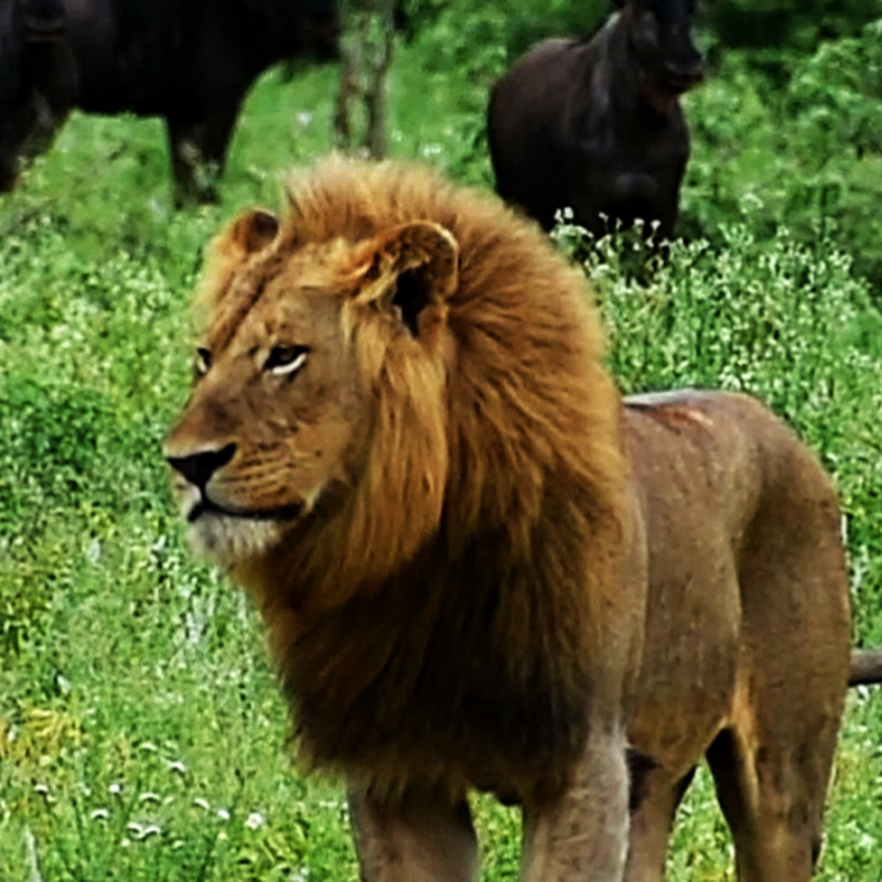 Kruger Safari And Beyond!