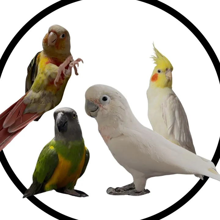 Just the 4 cute birbs <3