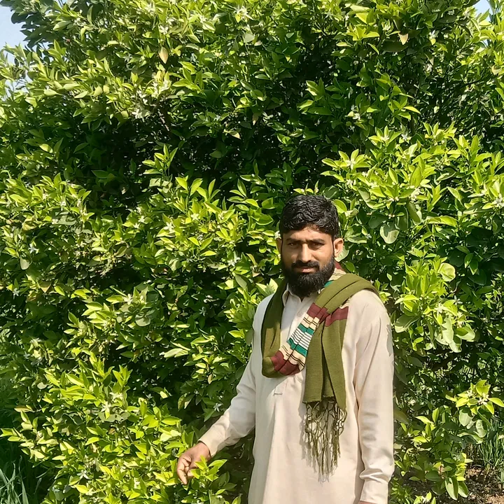 Sani Awan