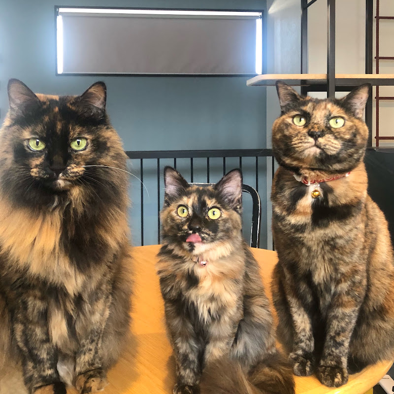 サビ猫三姉妹
