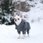 𝐅𝐞𝐥𝐢𝐱 𝐭𝐡𝐞 𝐜𝐡𝐢𝐡𝐮𝐚𝐡𝐮𝐚