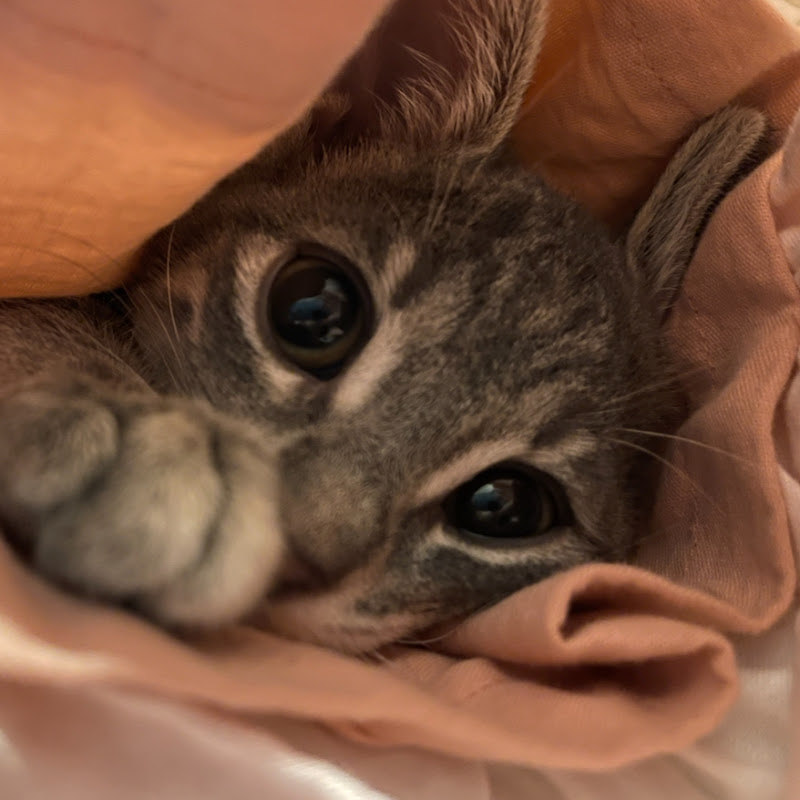 golbeh cute cat