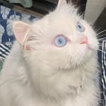 Oreo the Persian Cat